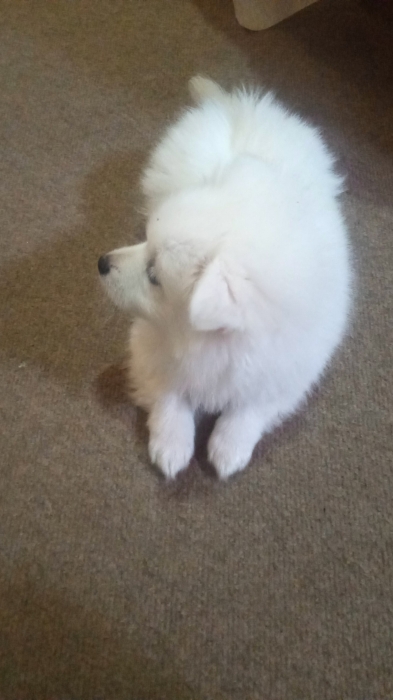 Chien spitz