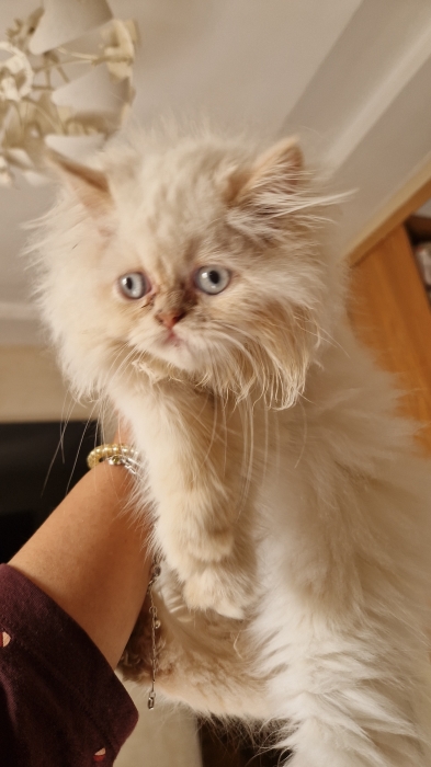 Chat persan