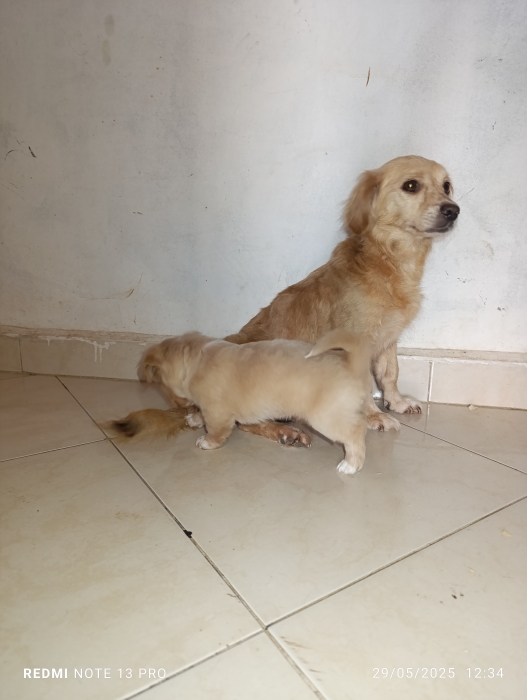 Chiot kokoni mâle