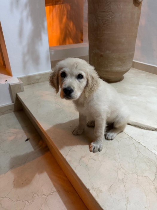 Golden retriever