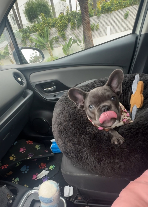 Bulldog français