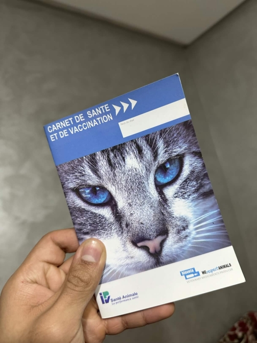 Lucy chat vaccinné