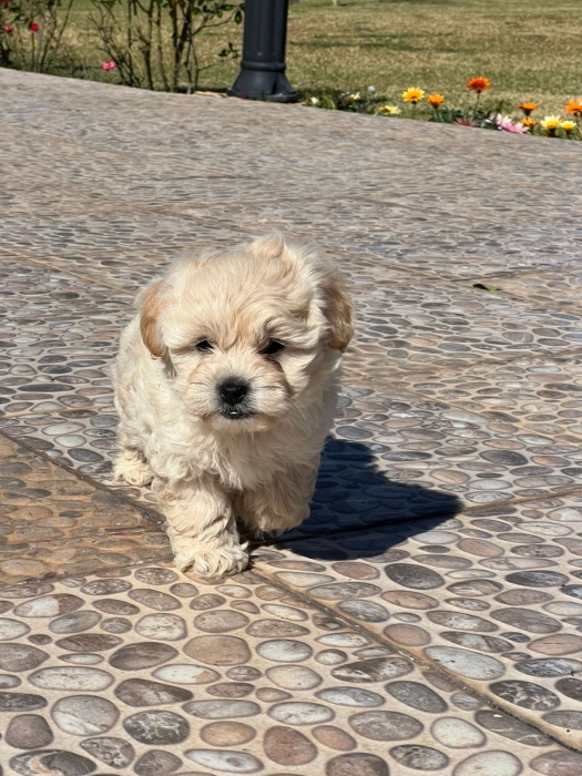 Bichon