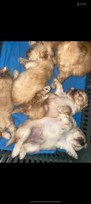 Bichons