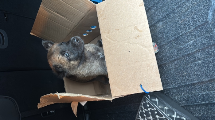 Chiot malinois