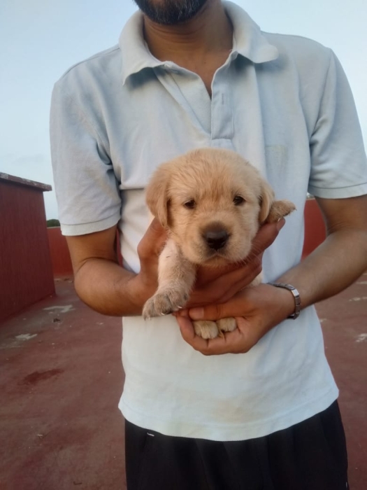 Labrador