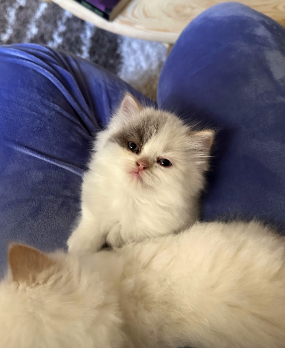Ragdoll tortie Cream point Femelle