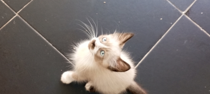 Ragdoll kitten