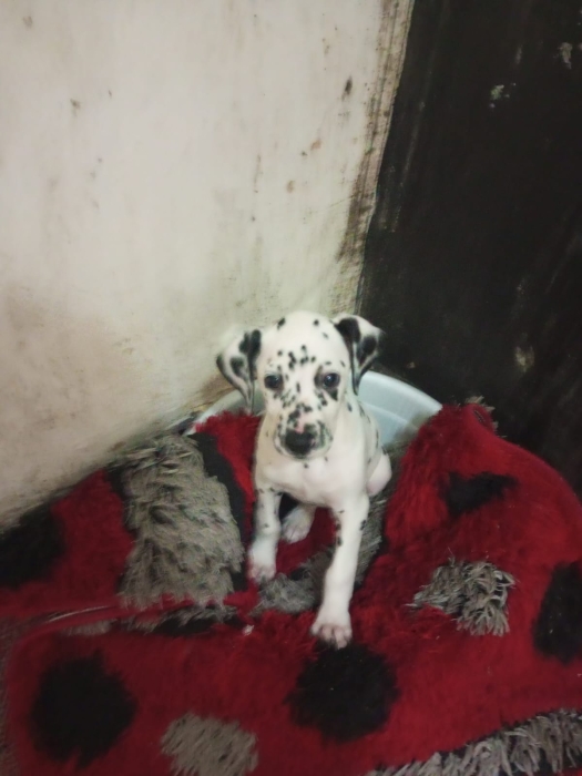 Dalmatien