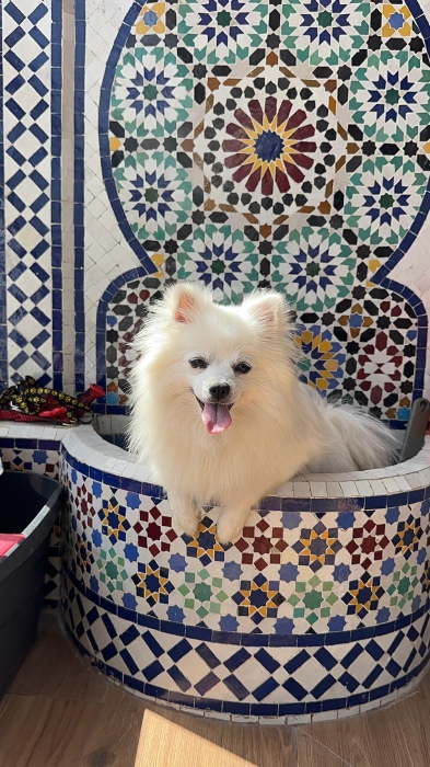 SPITZ