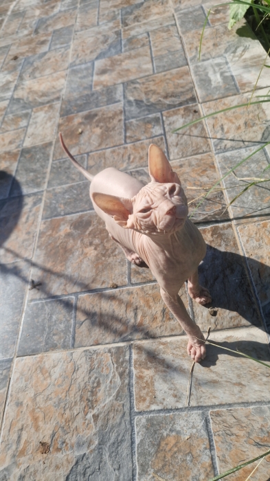 Sphynx