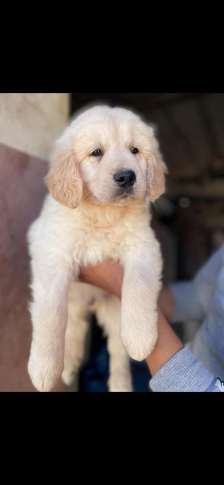 golden retriever