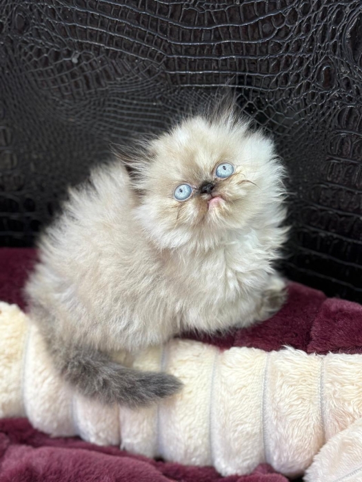 Persan  Chaton