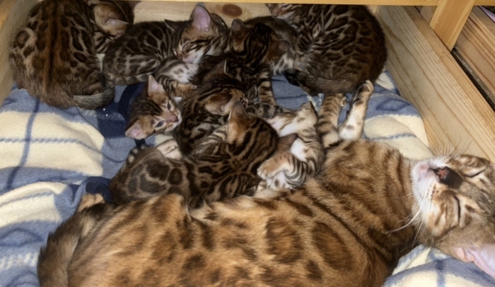 Femelles bengal disponibles