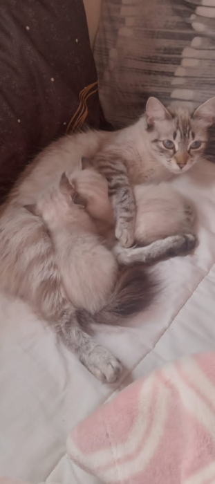 Chat siamois tigrè