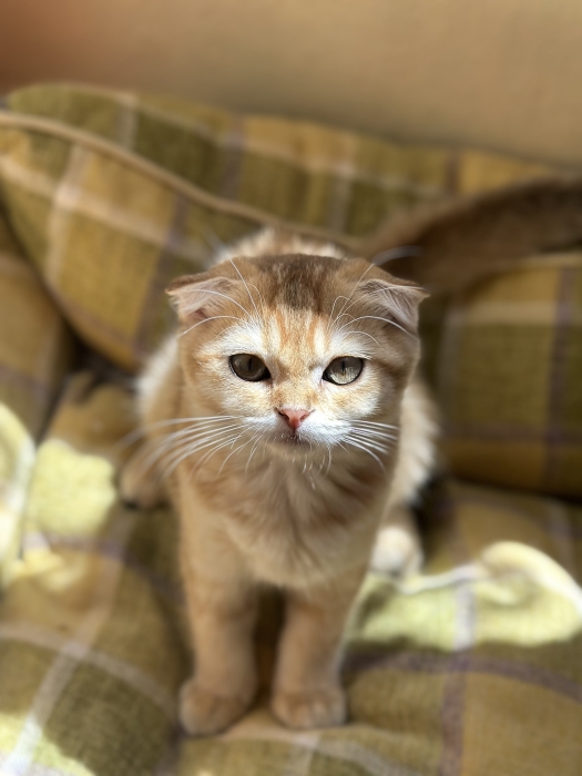 Scottish fold