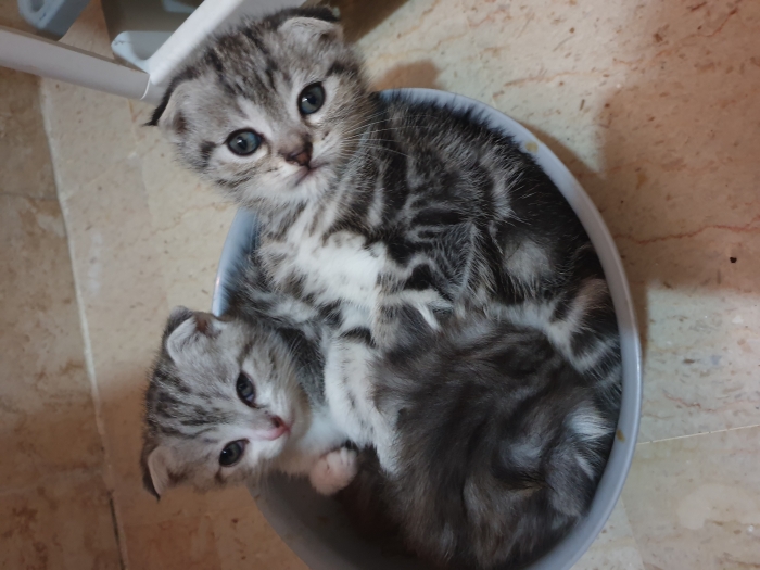 scottish fold