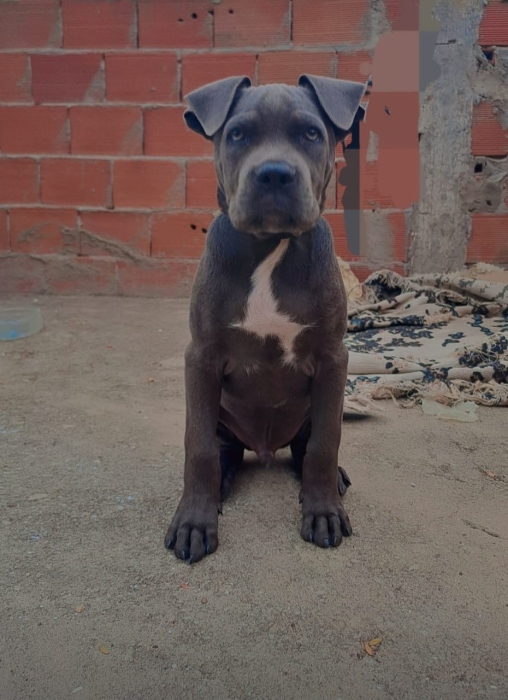 Cani corso