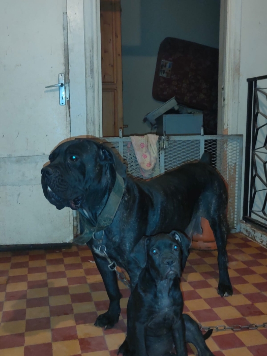 Chiot Cane Corso de race pure