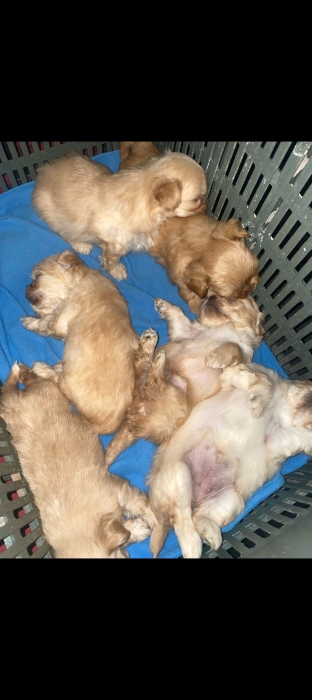 Bichons
