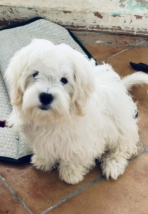 bichon blanche tanger