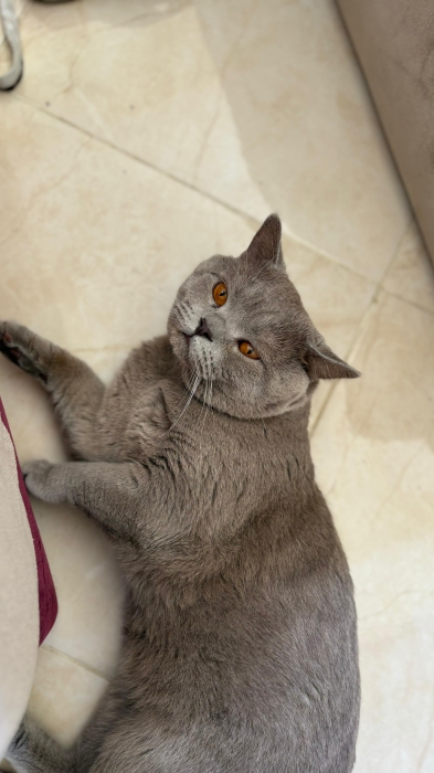 British shorthair pour accouplement