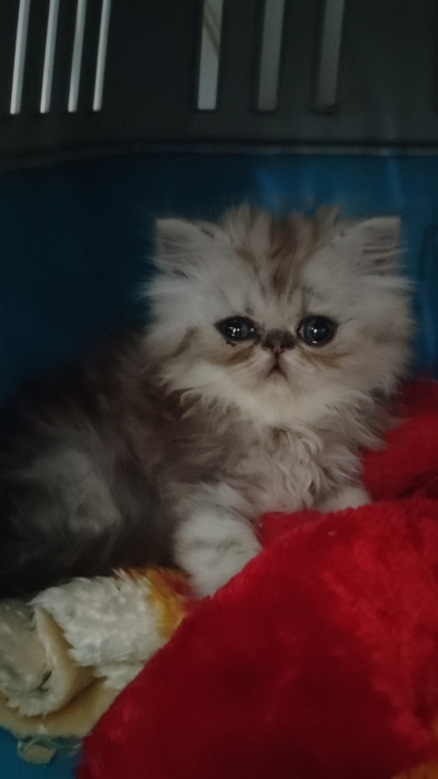 Chat persan male
