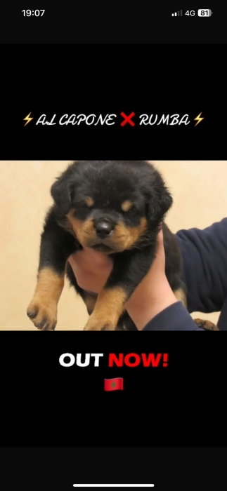 rottweiler pedigree