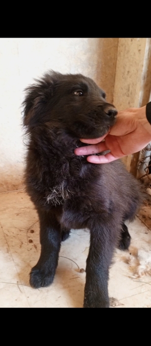 Border collie