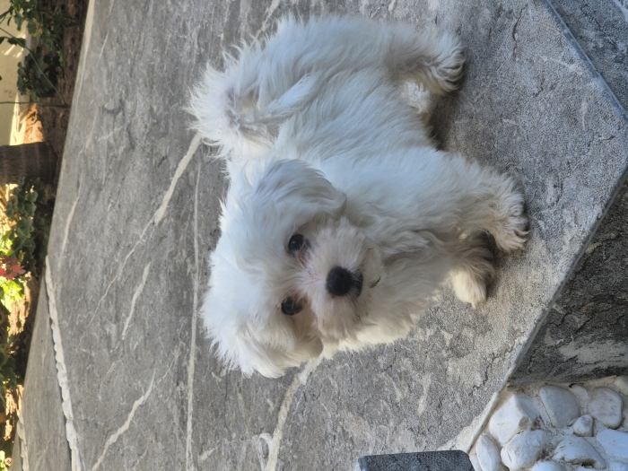 Bichon maltais nain