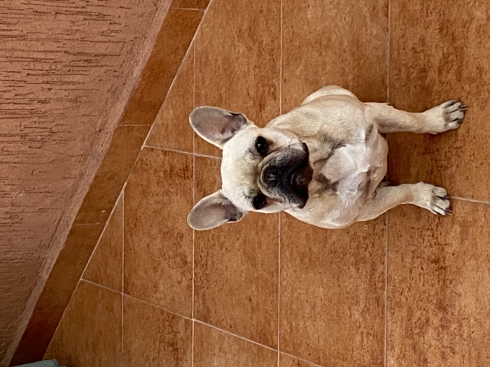 Bulldog français