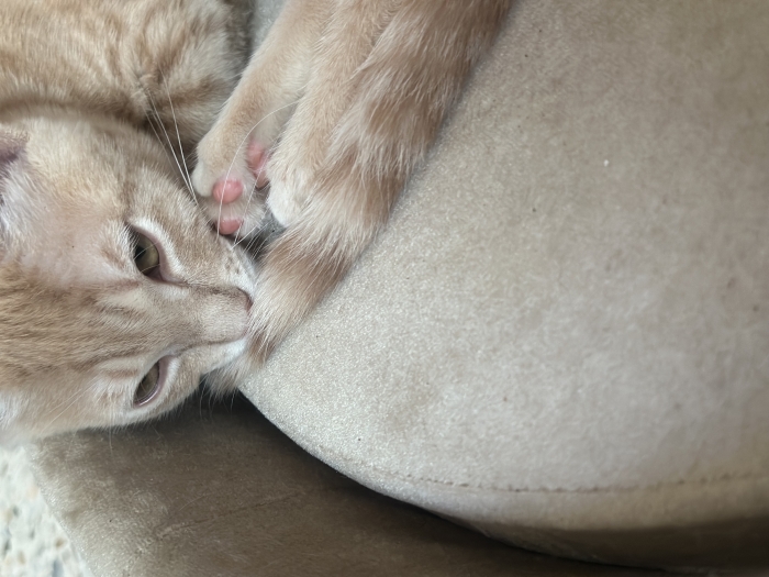 Robe tabby