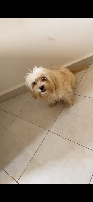 Bichon maltais