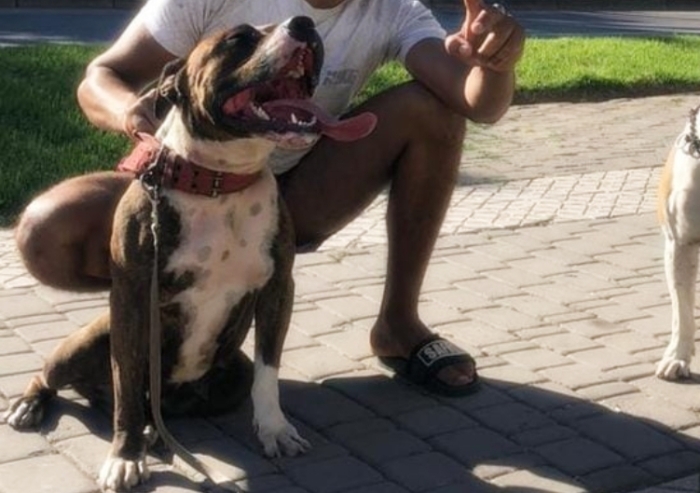 Pitbull