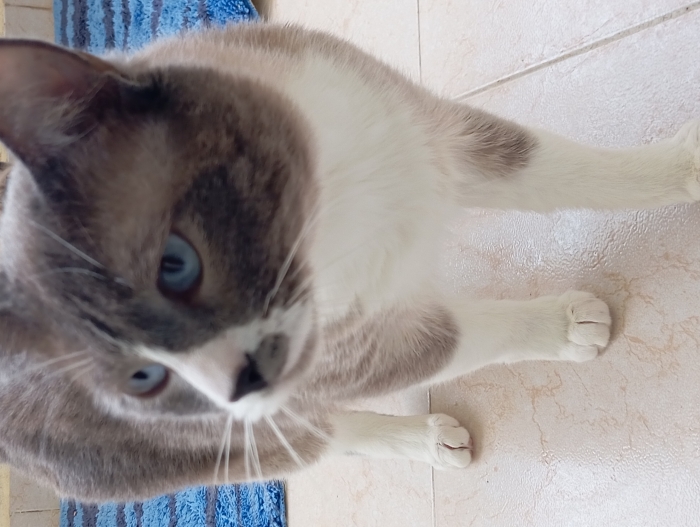 4 chats gratuit