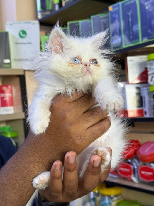 Femelle persan blanche yeux vairons