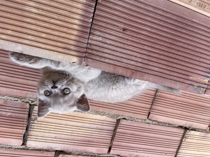 💜 Adorable Chaton Lilac British Shorthair – Prêt à Rejoindre Sa Nouvelle Famille !