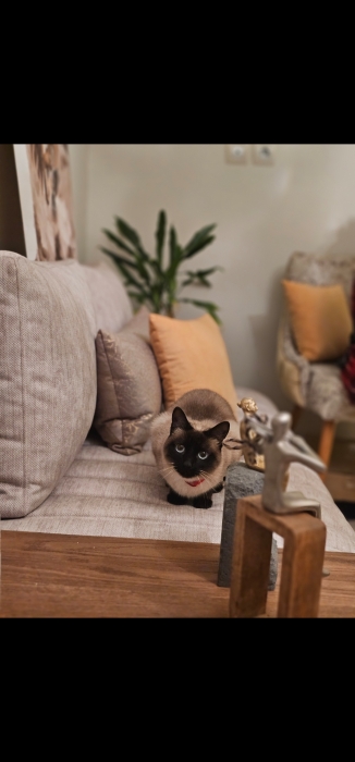 Siamois pour adoption Casablanca