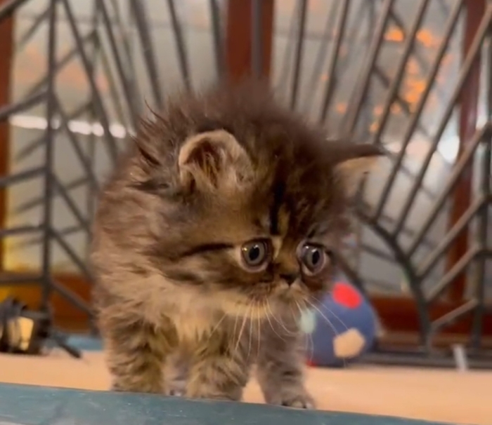 Chaton persan a vendre