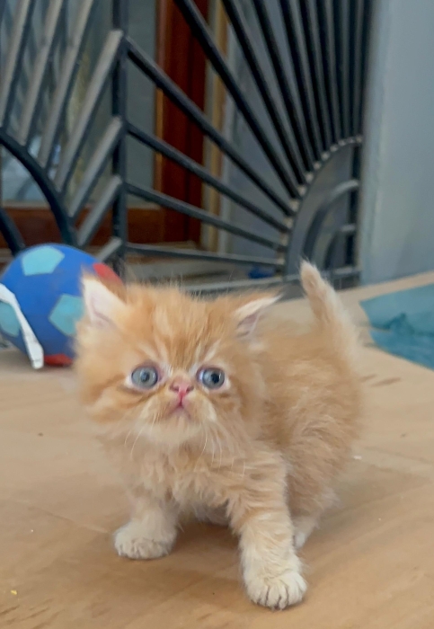 Chaton persan vendre