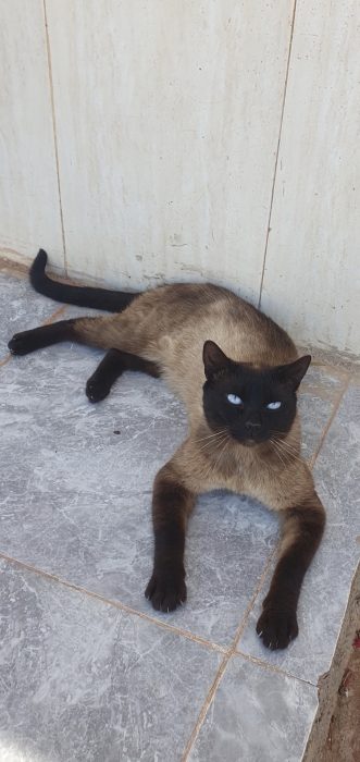 Siamois