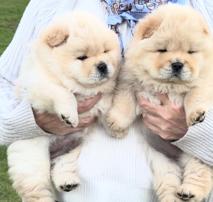 Chowchow