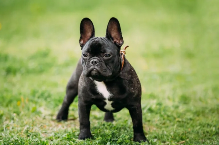 Bulldog français 7moin intelligent 😘💕