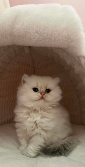 Chaton British long hair