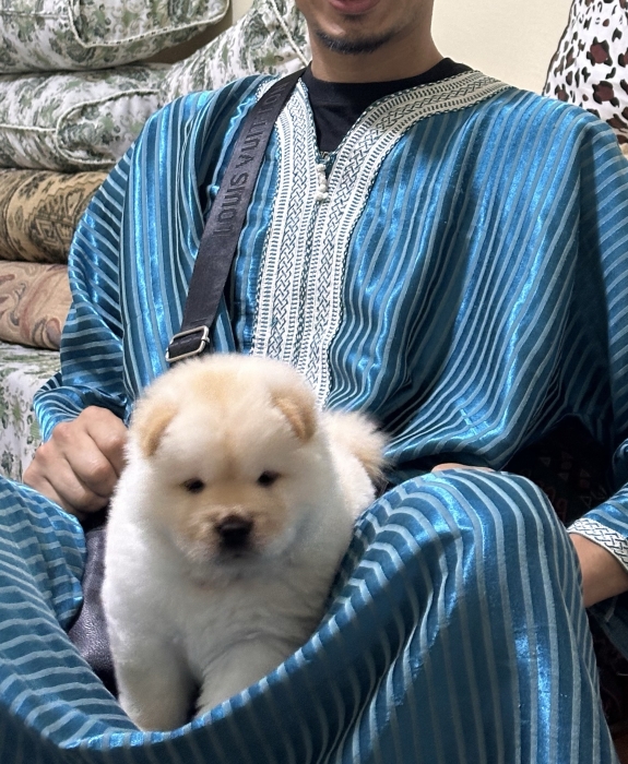 Femelle chow chow