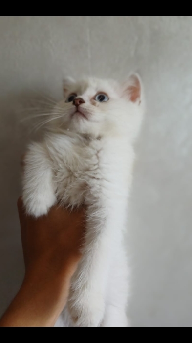 Scottish fold pure