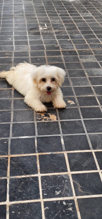 Bichon maltais