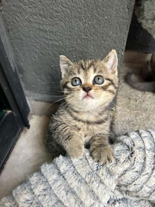 Scottish Tabby - Fold & Straight