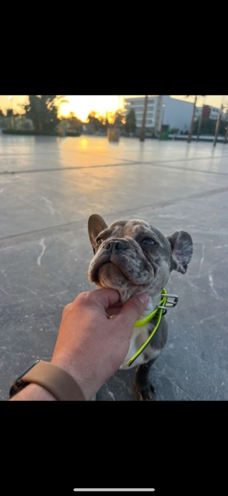 bulldog français