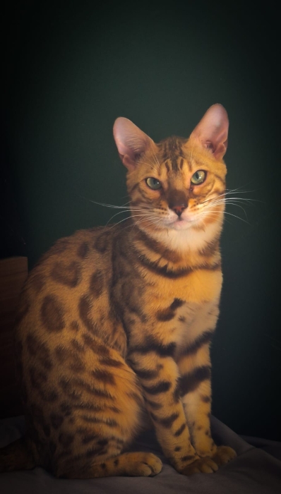 Chat du bengale a vendre